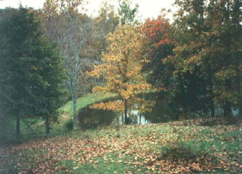 Autumn in Texas County, Missouri